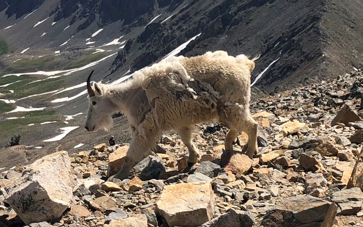 Шерсть на продажу